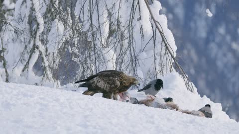 Environmental view of golden eagle eating on dead fox and looking into camera