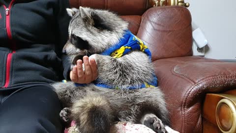 Raccoon sits on the couch and gently holds hands with their mothers and eats pork belly.
