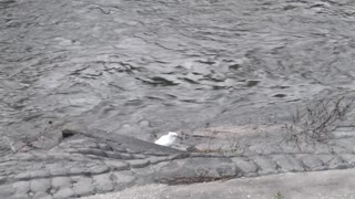 Egret in Joe's Creek in St Petersburg Florida