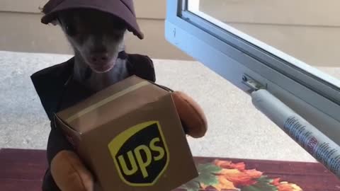 Chihuahua dresses as UPS employee, adorably delivers mail