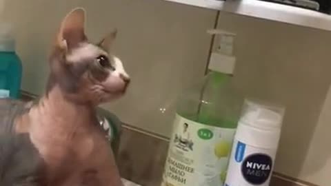 Curious cat scared of razor