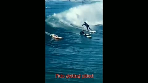 Playful Pup Surfs HUGE Waves - Drops In On Pro Surfer 🤣