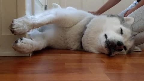 Dog gets comfortable for grooming session