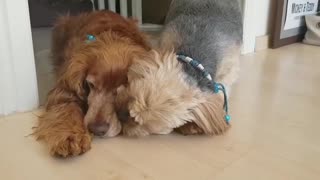 Doggy best friends share a very special bond