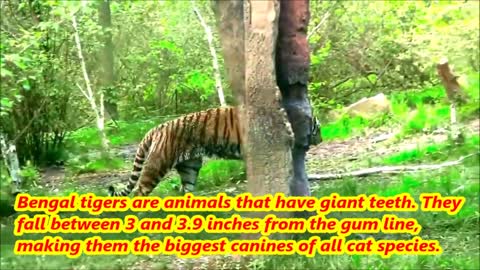 Amazing facts about tiger !!!!!