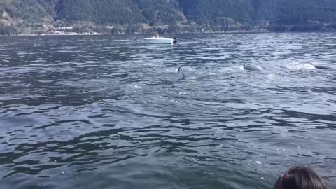Boaters Caught in Middle of Orca Whales Hunting a Sea Lion