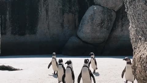 African Penguins in the zoo