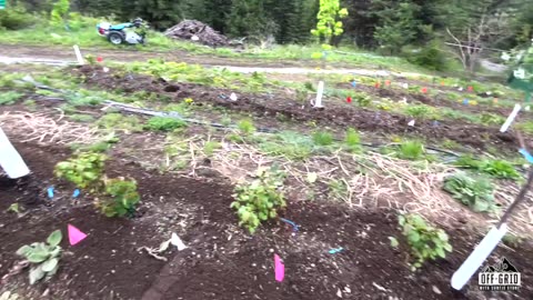 A High-Density Food Forest on 30 inch Beds!