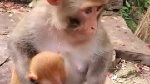Jealous monkey