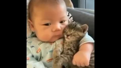 Cute Cat video watch