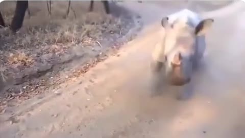 Rinoceronte pulando igual a Ovelha