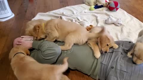golden puppy happy moment with dad