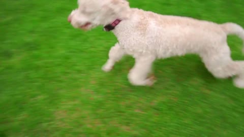 Funny dog running grass. White poodle playing outside