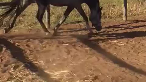 beautiful horse playing