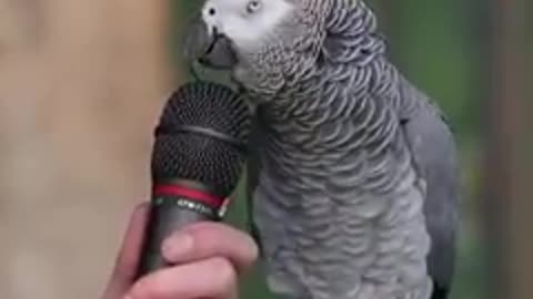 parrot talking amazing video and imitating another animal
