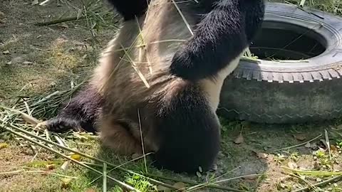 #panda