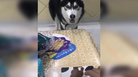 Hilarious dog reactions to cutting the cake