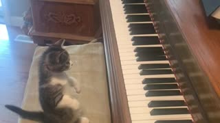 Kitty Cat Beethoven