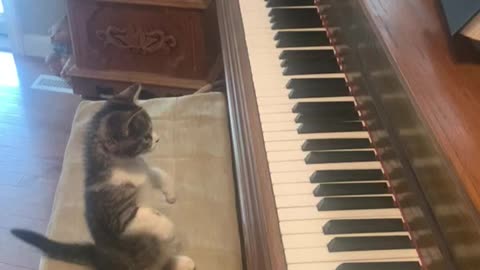 Kitty Cat Beethoven