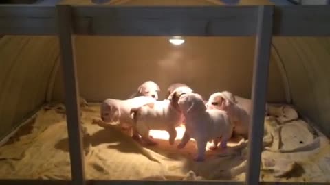 Litter Of Bulldog Puppies Delightfully Enjoy Playtime Together