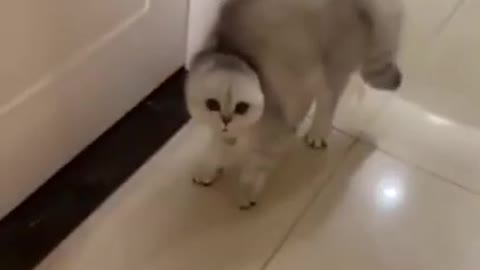 So Cute And lovely Cat Short Video