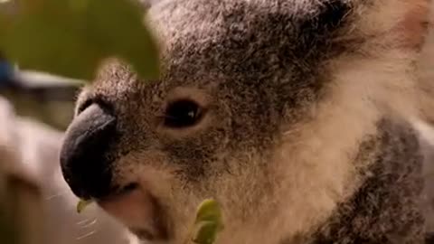 Koala Eating Leaves From a Branch
