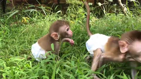 Cute Baby Monkey Drinking Milk