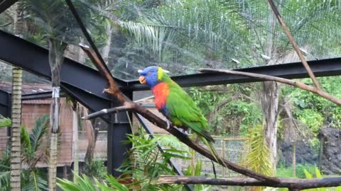 Green parrot