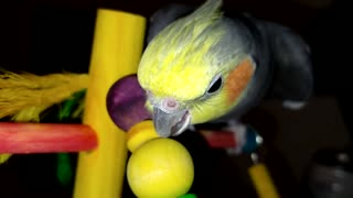 cockatiel gnawing everything