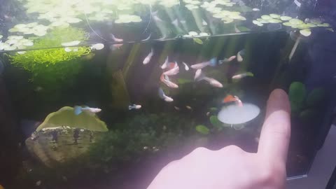 a finger-chasing tropical fish