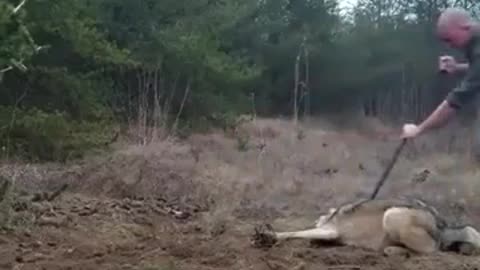 Great funn and scary to save wolf (Cute Video)