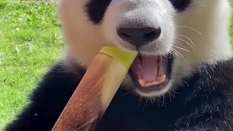 Chinese panda eats sugar cane