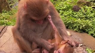 Baby monkey cute animals 35