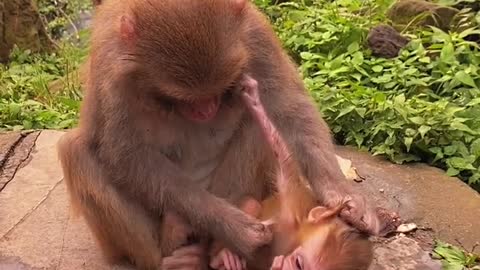 Baby monkey cute animals 35