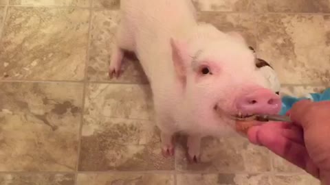 Mini Pig eats peanut butter for the first time