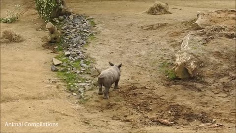 Baby Rhino CUTEST vlogging his life with Family