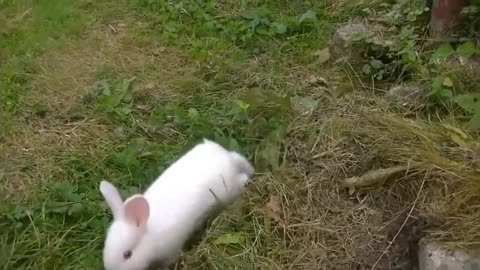 A cute little rabbit is merry in his own fun as if he doesn't care about anyone