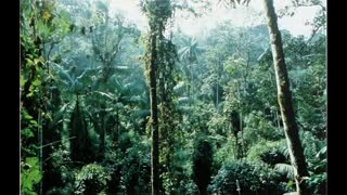 Bitchute Exclusive Video 35 Amazon Rainforest Domestication