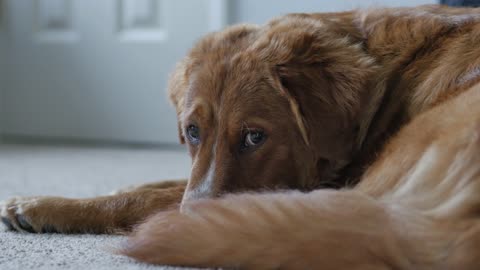 Dog Resting In Living Room