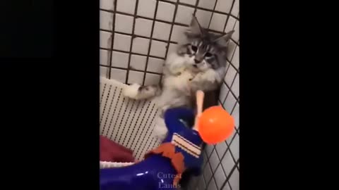 cute and funny animal videos