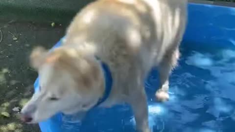 my huskies after swimming