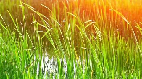 Reeds blowing in the morning light