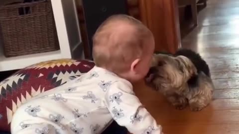 baby and dog cute