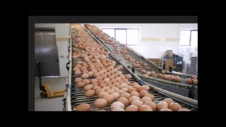 Sell off 30,000 eggs daily or euthanize 40,000 hens