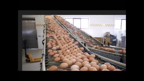 Sell off 30,000 eggs daily or euthanize 40,000 hens