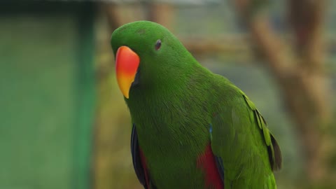Green Parrot with Orange Beak
