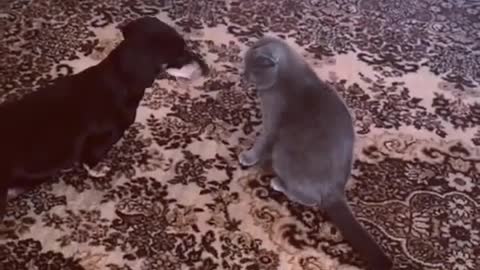 Angry cat fight with the Dog 2021