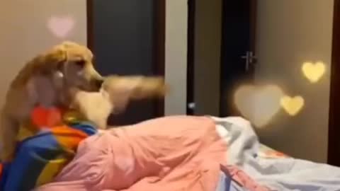 Prank With Dog, Cute dog funny video