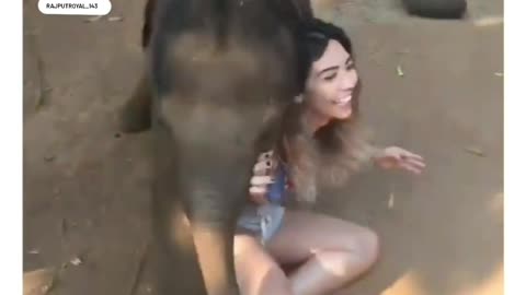 Elephant is a wild animals