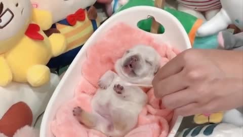 Cute baby Dogs being even Cuter